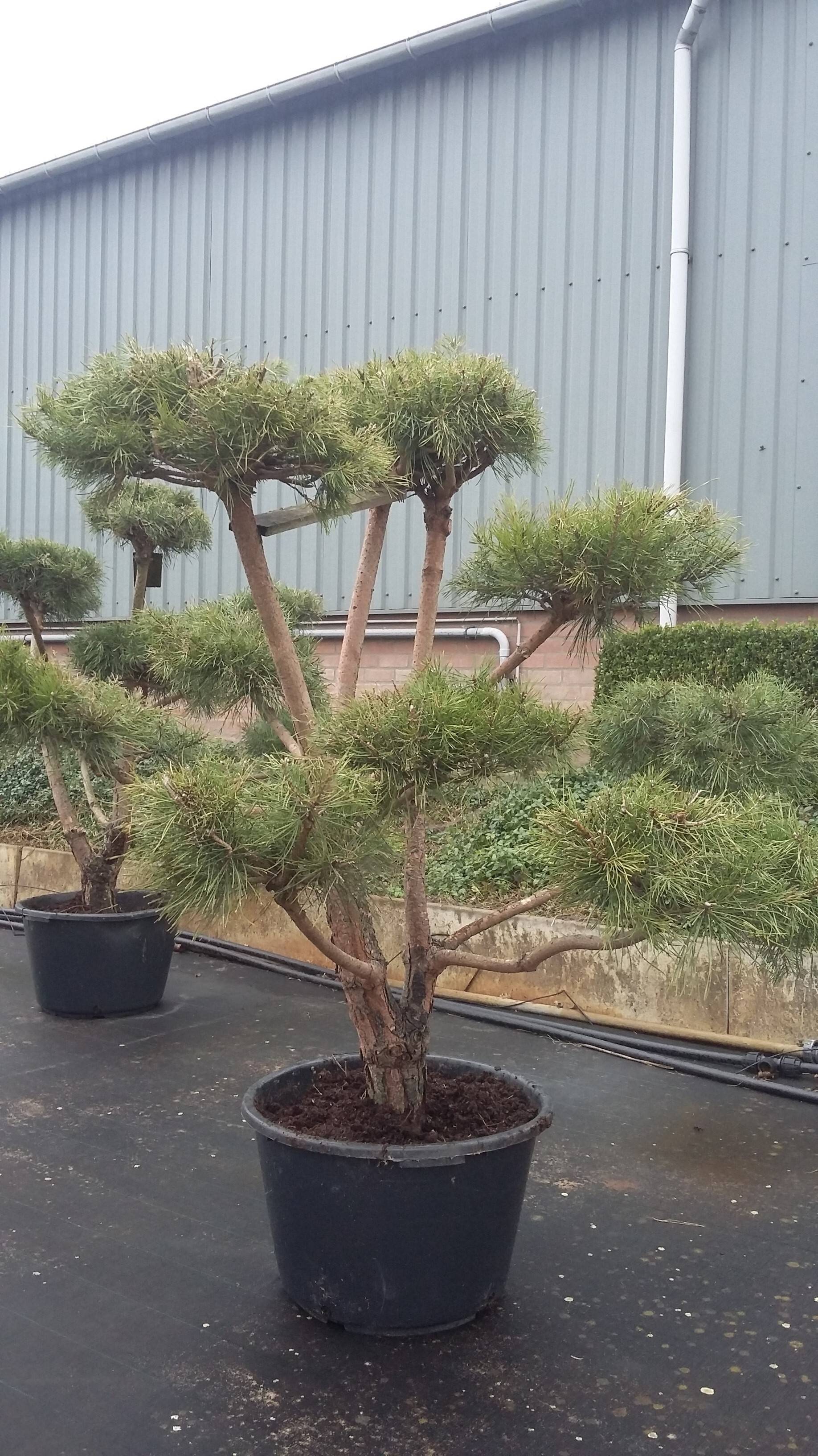 Pinus sylvestris_29